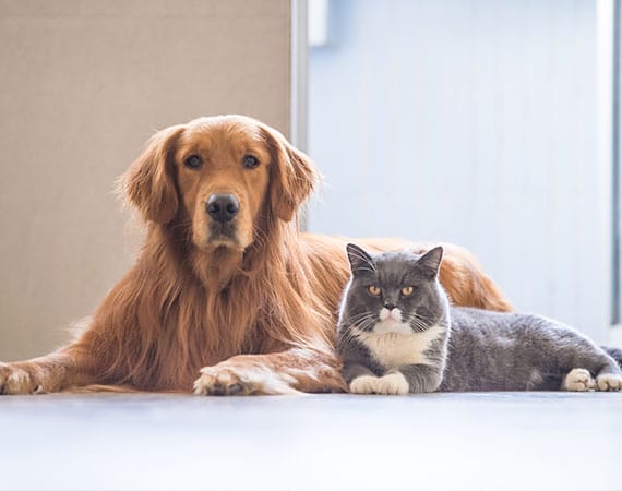 Pet Agreements | Gold Coast | Advance Family Law