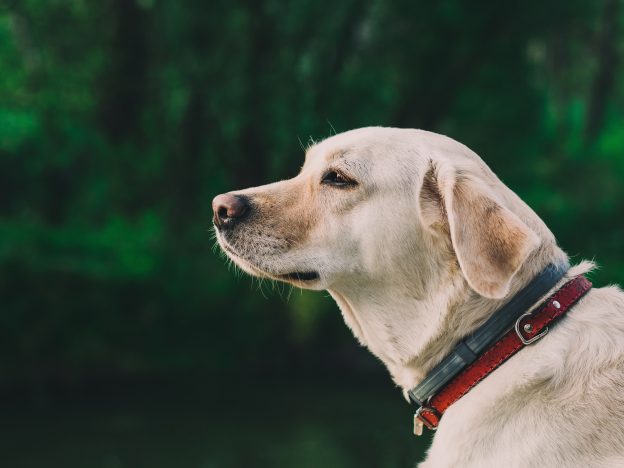 Who gets to keep the dog?